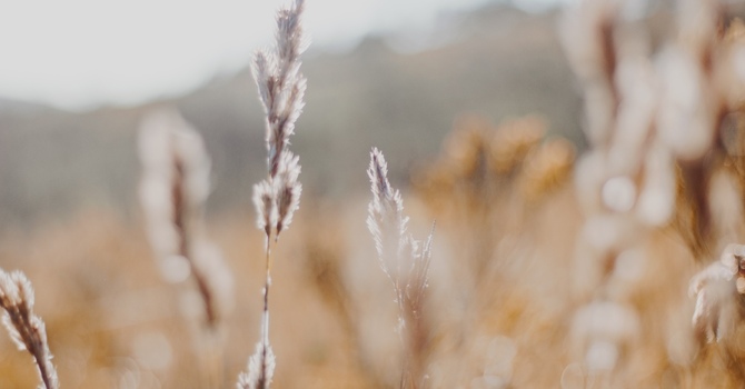 Counselling/Counseling